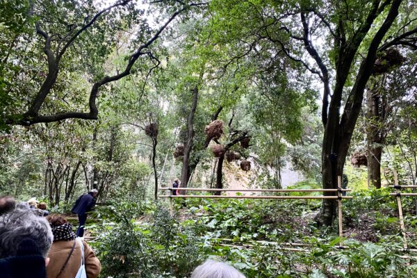 montpellier primitif CREDIT PHOTO Nanda Gonzague copie